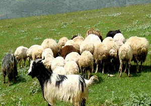 تب برفکی تحت کنترل ومهارکامل است