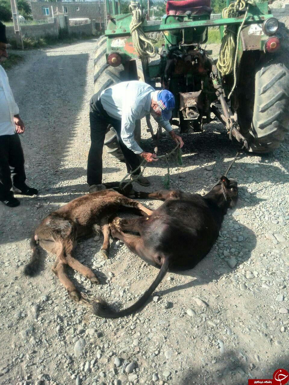 مرگ و میر گاو و گوسفندان به علت شیوع تب برفکی در روستای عاشقلو + تصاویر