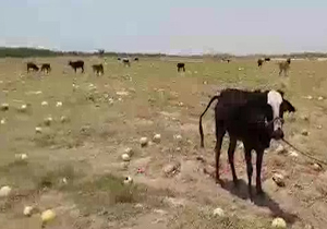 مراسم هندوانه خوران گاوها + فیلم