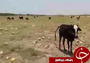 شهروندخبرنگار؛مراسم هندوانه خوران گاوها + فیلم