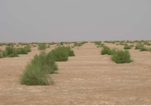 نهالکاری کانون گرد و غبار شرق اصفهان