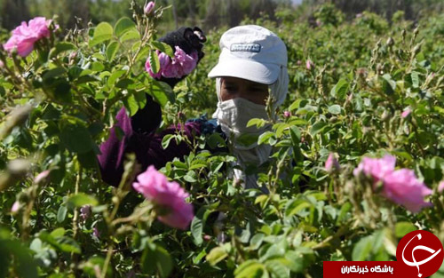 ازقهرمانی تیم فوتبال یوونتوس تا تلاش یک اسب برای بلعیدن کلاه ملکه انگلیس