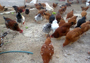 معدوم سازی محموله مرغ تخم گذار غیربهداشتی در سمنان