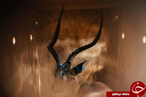 شکار غیرقانونی و بی&zwnj;رحمانه گونه&zwnj;های جانوری در زامبیا+ تصاویر