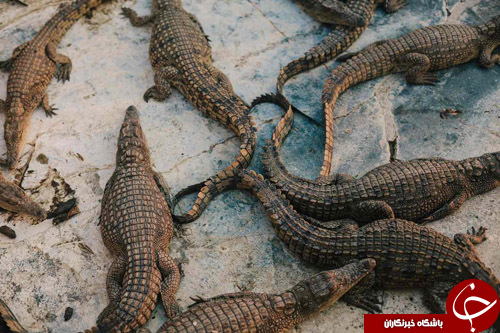 شکار غیرقانونی و بی&zwnj;رحمانه گونه&zwnj;های جانوری در زامبیا+ تصاویر