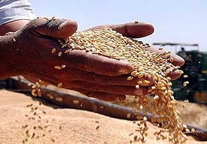 محکومیت میلیونی فروشنده گندم تقلبی