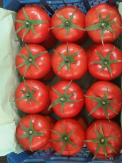 محصولات گلخانه ای نرماشیر در راه روسیه