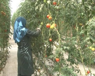 محصولات گلخانه ای نرماشیر در راه روسیه