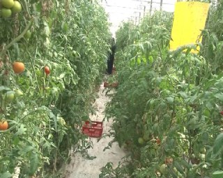 محصولات گلخانه ای نرماشیر در راه روسیه