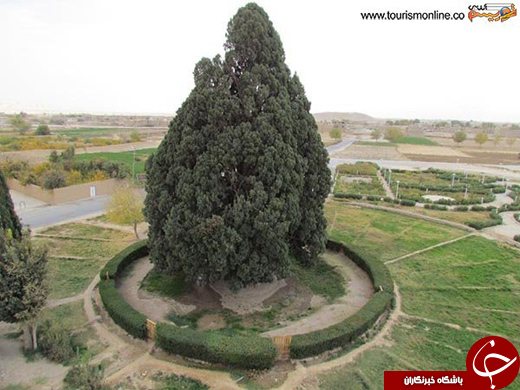 عکس/قدیمی ترین درختان دنیا