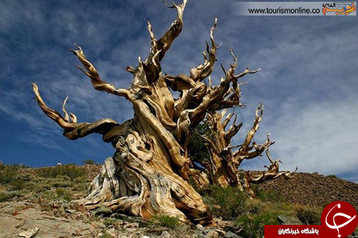 عکس/قدیمی ترین درختان دنیا