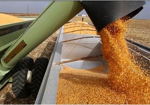برنامه ریزی برای خرید  گندم
