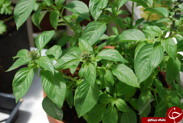جای این مواد غذایی در یخچال نیست+ تصاویر