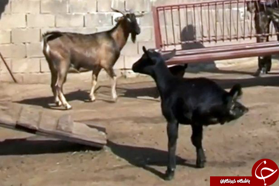 بزی که روی دو پای جلوییش راه می&zwnj;رود + تصاویر