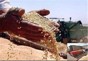 آمادگی شرکت تعاونی روستایی گلستان برای تحویل گندم از کشاورزان