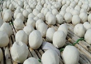 کشف بیش از 4 تن کشک فاسد