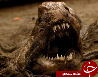 نمایی نزدیک از ترسناک&zwnj;ترین و عجیب&zwnj;ترین جانوران جهان+تصاویر