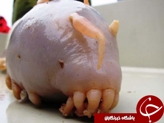نمایی نزدیک از ترسناک&zwnj;ترین و عجیب&zwnj;ترین جانوران جهان+تصاویر