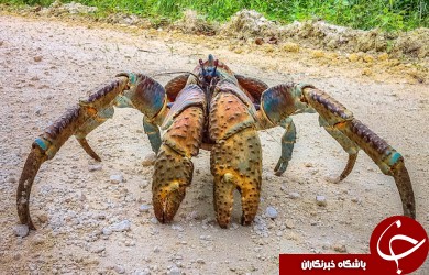 ترسناکترین حیوانات دنیا که تا کنون ندیده اید+تصاویر