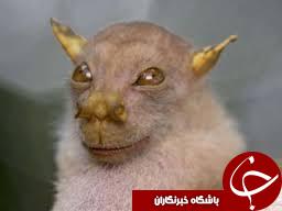 ترسناکترین حیوانات دنیا که تا کنون ندیده اید+تصاویر
