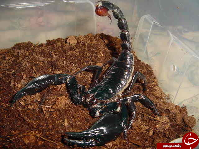 خطرناک ترین کژدم های جهان+تصاو یر