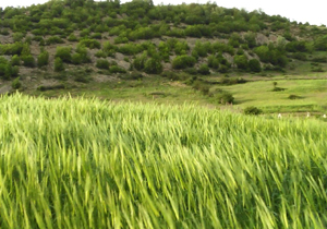 طبیعت بهاری روستای خانسرک + تصاویر