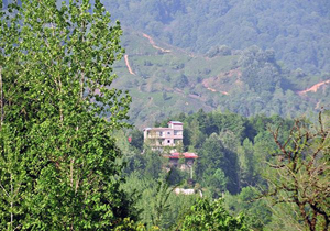 «ویلا» به جای «برنج» و «چای» سبز می‌شود/انتشار جدول درآمد سالانه