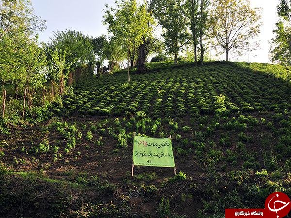 &laquo;ویلا&raquo; به جای &laquo;برنج&raquo; و &laquo;چای&raquo; سبز می&zwnj;شود/انتشار جدول درآمد سالانه