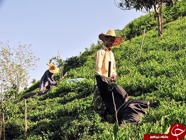 &laquo;ویلا&raquo; به جای &laquo;برنج&raquo; و &laquo;چای&raquo; سبز می&zwnj;شود/انتشار جدول درآمد سالانه