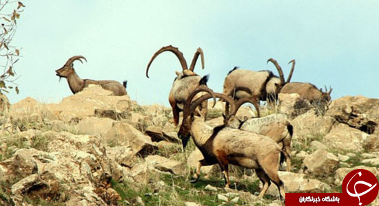 حیات وحش افغانستان؛ صدایی که در حال خاموش شدن است + تصاویر