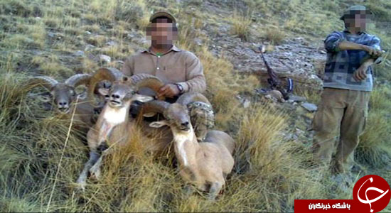حیات وحش افغانستان؛ صدایی که در حال خاموش شدن است + تصاویر
