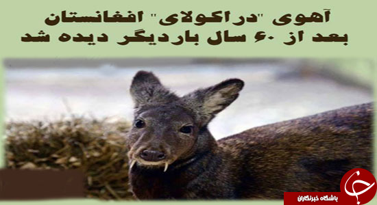 حیات وحش افغانستان؛ صدایی که در حال خاموش شدن است + تصاویر