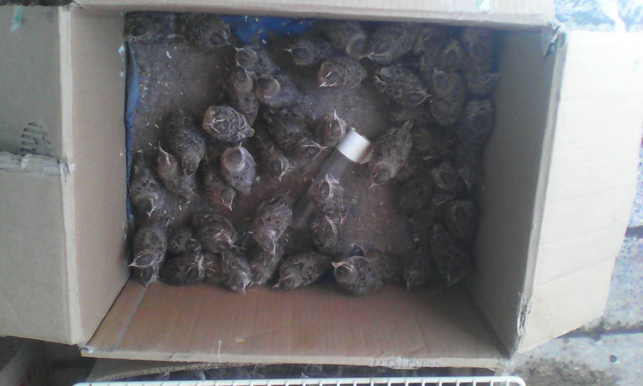 کشف 210 قطعه جوجه چکاوک غیر مجاز از یک منزل مسکونی در نیشابور