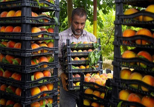 آغاز برداشت هلو در مازندران