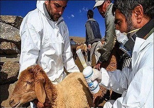 برطرف شدن بیماری تب برفکی در اردبیل