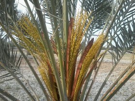 اتمام عمليات گرده افشاني نخيلات استان خوزستان
