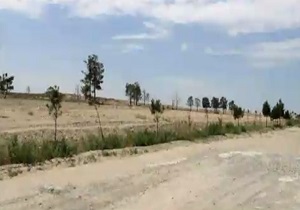 کارخانه‌هایی که به تدریج جنگل را بلعیدند! + فیلم
