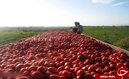 کشاورزان اینجا 