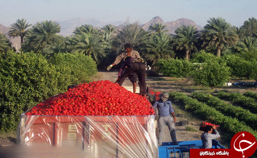 کشاورزان اینجا 