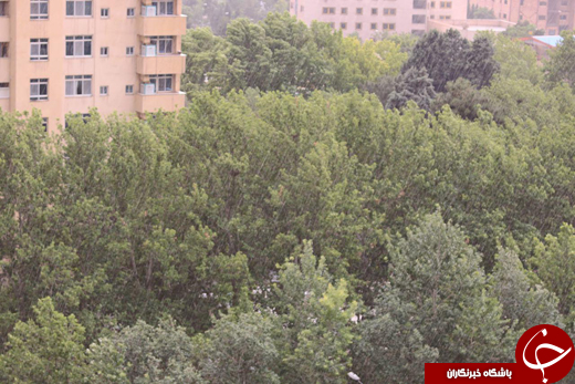 بارش باران چند درجه از تب تهران کم کرد + تصاویر