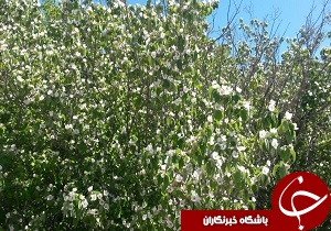 شهروند خبرنگار: شکوفه‌های درخت به، در اقلید + تصاویر