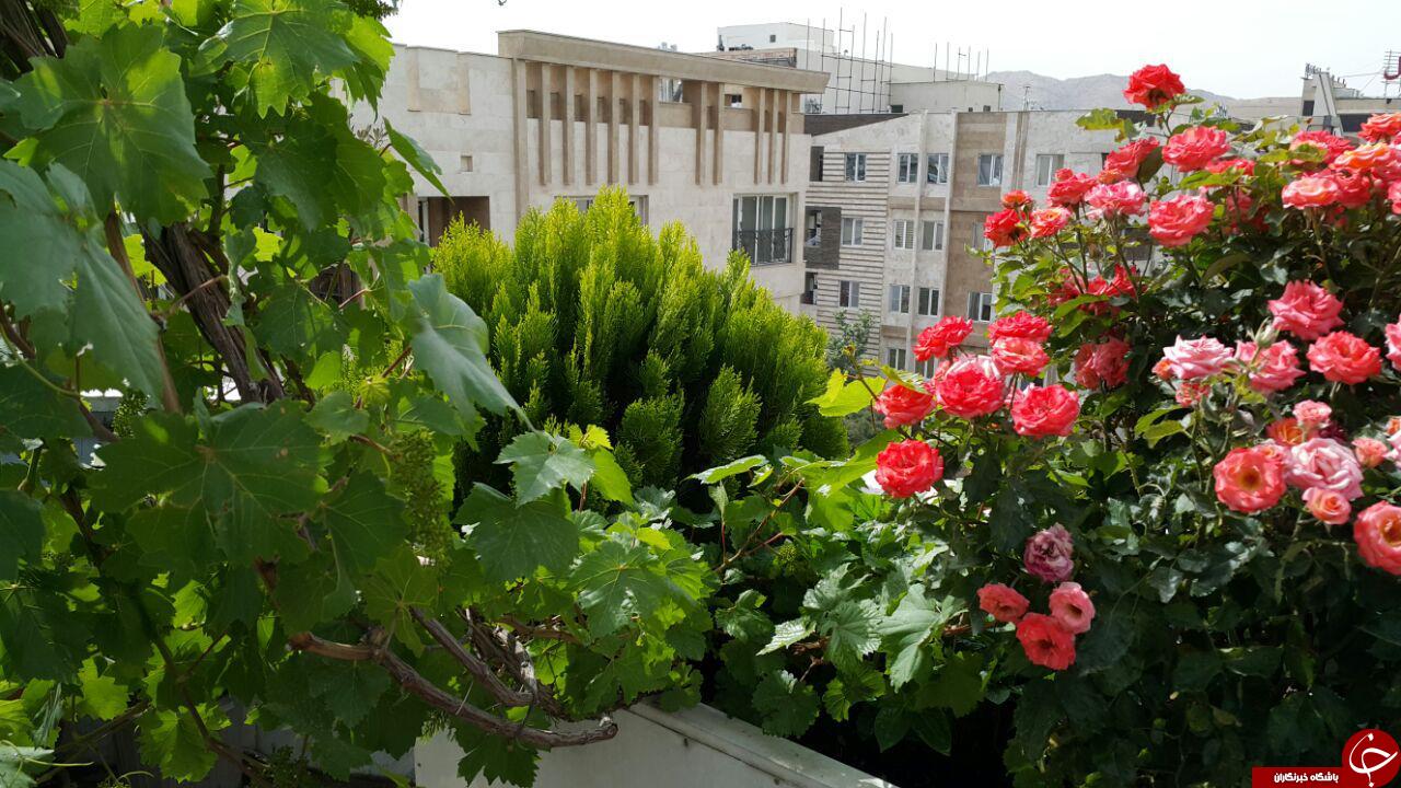 پشت بامی که به آلودگی هوا کمک می کند! + عکس