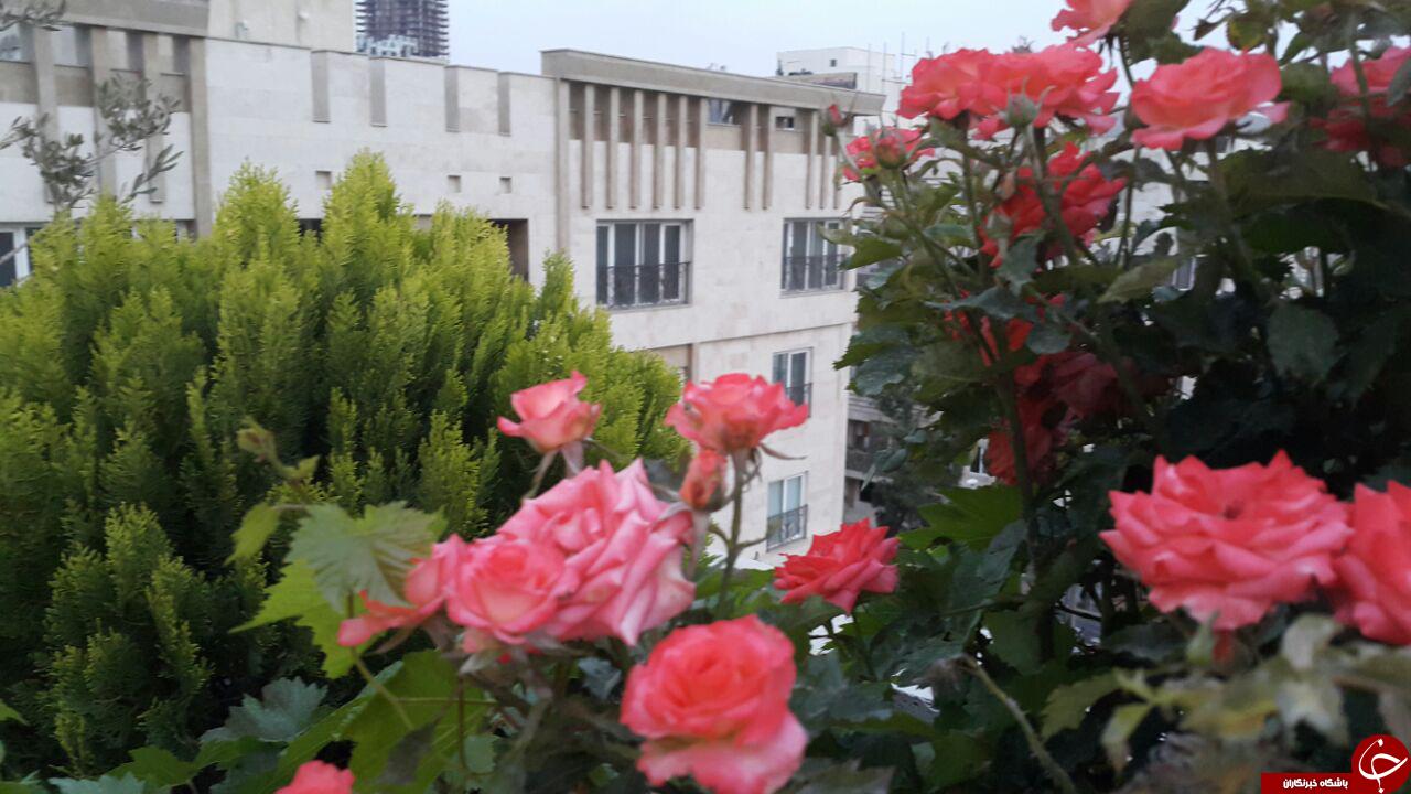 پشت بامی که به آلودگی هوا کمک می کند! + عکس