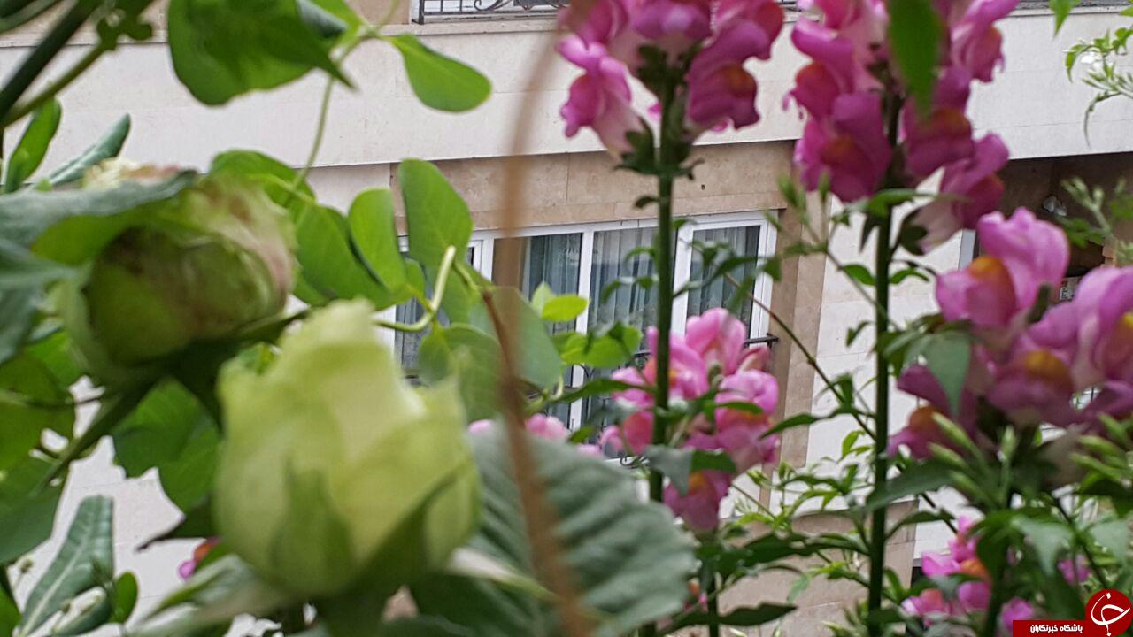 پشت بامی که به آلودگی هوا کمک می کند! + عکس