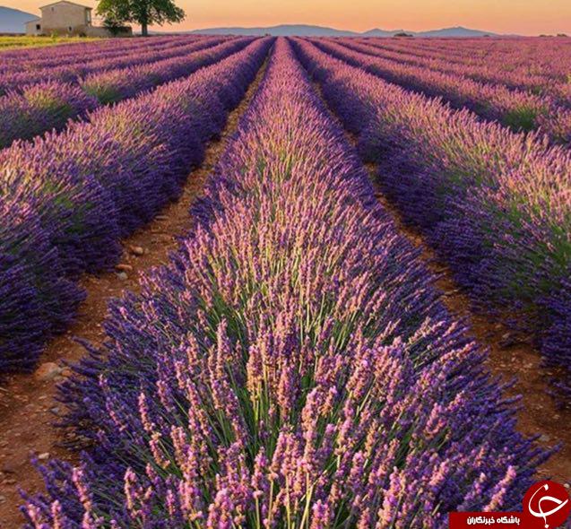 عکس های منتخب نشنال جئوگرافیک + تصاویر