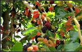 پیش بینی برداشت 10 تن توت  از توتستان هاي چهارفرسخ