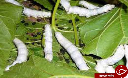 شمارش معکوس برای توزیع تخم نوغان