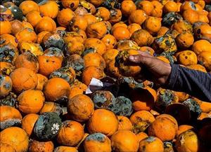 ذخیره سازی میوه کار دولت نیست!
