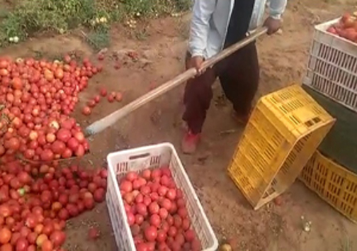 شهروندخبرنگار؛این کشاورز گوجه‌ها را با بیل بار می‌زند! + فیلم