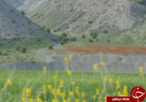 شهروندخبرنگار ؛طبیعت چش&zwj;م&zwnj;نواز روستای سنجد + تصاویر